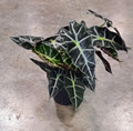 6" Alocasia Amazonica Polly